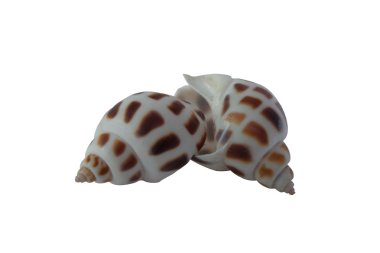 iki cockleshells