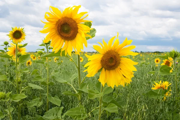 dos girasoles amarillos