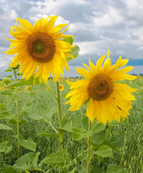 dos girasoles amarillos