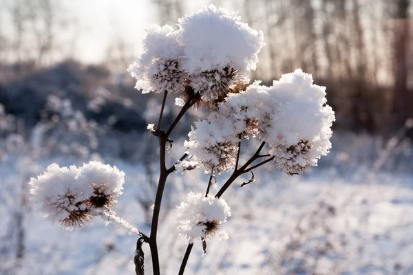 stock image Frozen burdock plant