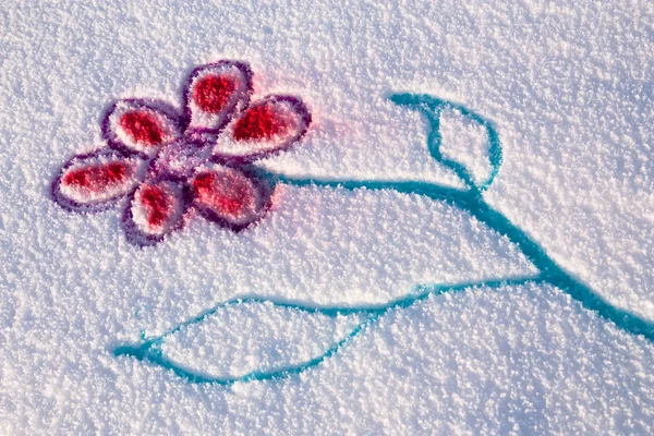 Snö blomma — Stockfoto