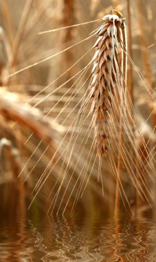 Gold wheat in water. macro shot clipart