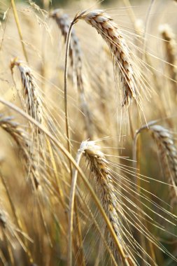 altın buğday. makro çekim