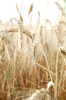 Gold wheat in water. macro shot clipart