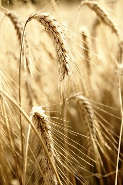 Gold wheat . macro shot clipart