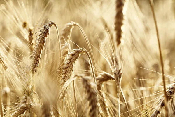 Золота пшениця. макро постріл — стокове фото