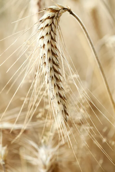 Золотая пшеница. макроснимок — стоковое фото