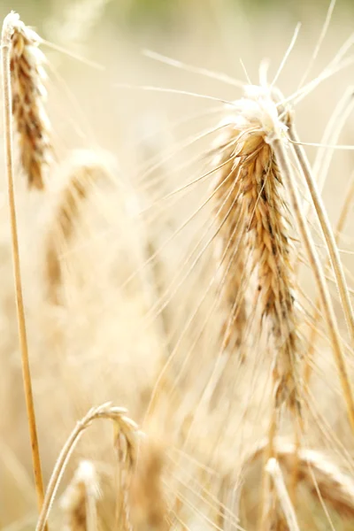 Gold wheat . macro shot — Stock Photo, Image