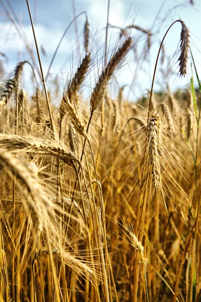 Zlatá pšenice. makro snímek — Stock fotografie
