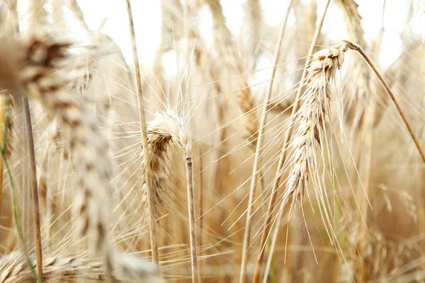 Золотая пшеница. макроснимок — стоковое фото