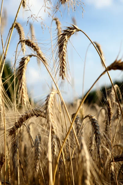 Золота пшениця. макро постріл — стокове фото