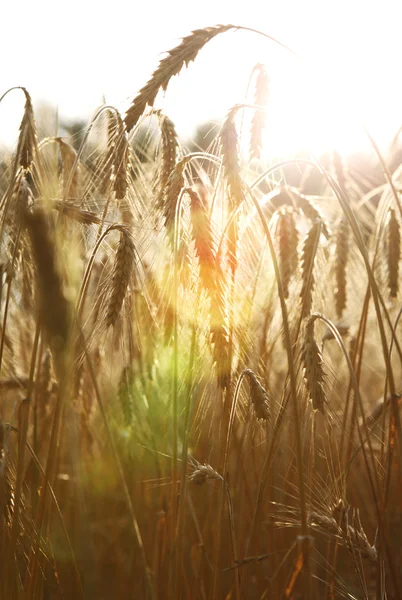 Gold wheat . flare efect — Stock Photo, Image