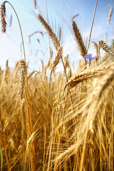 Золотая пшеница и голубое небо — стоковое фото