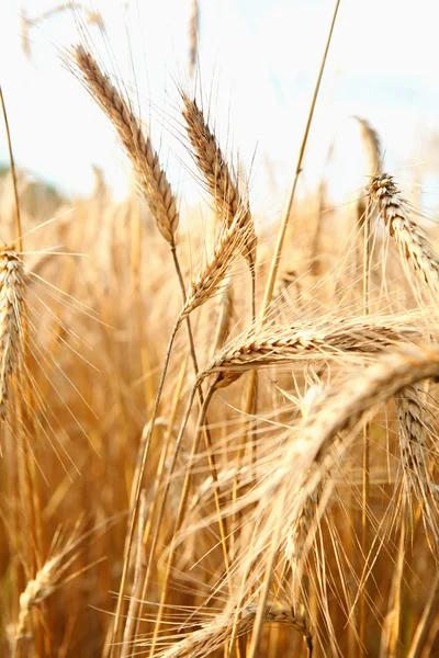 Gold wheat and blue sky — Zdjęcie stockowe