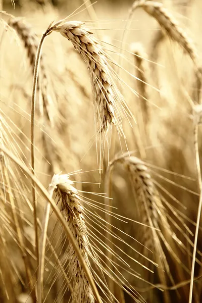 Altın buğday. makro çekim — Stok fotoğraf