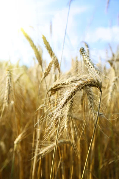 Zlatá pšenice a modrá obloha — Stock fotografie