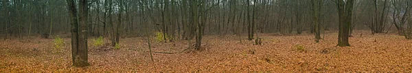 秋季森林 — 图库照片