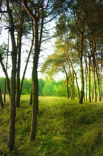 Orman çan — Stok fotoğraf