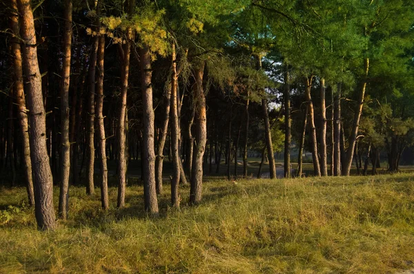 Campana forestal — Foto de Stock