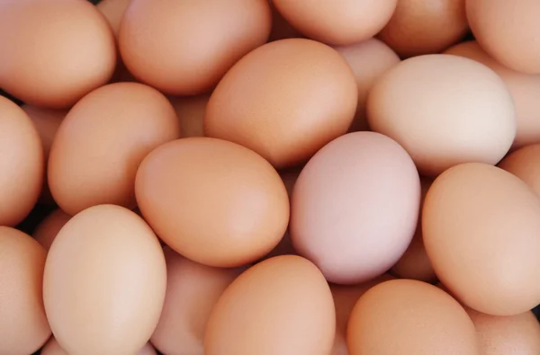치킨 계란 — 스톡 사진