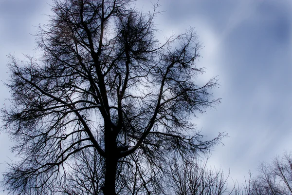 Ponuré strom — Stock fotografie
