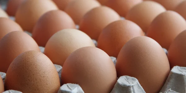Csirke tojás — Stock Fotó