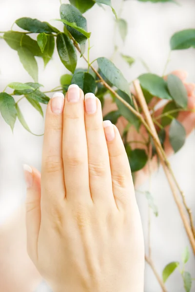 Hands and plant — Stock Photo, Image