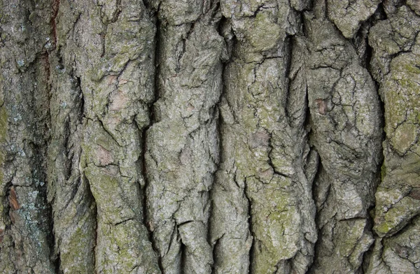 stock image Bark