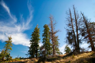 Bryce canyon