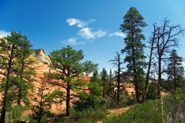 Zion canyon