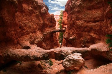 bryce canyon yamaçlarında