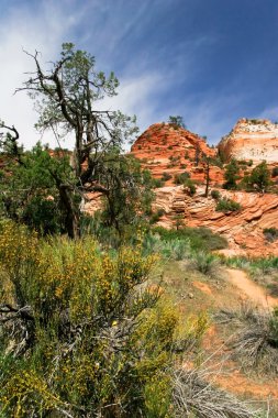 ağaçlar zion Canyon