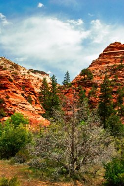 zion canyon yamaçlarında