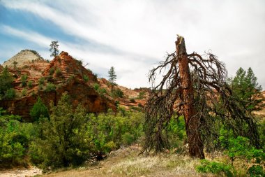 zion canyon yamaçlarında