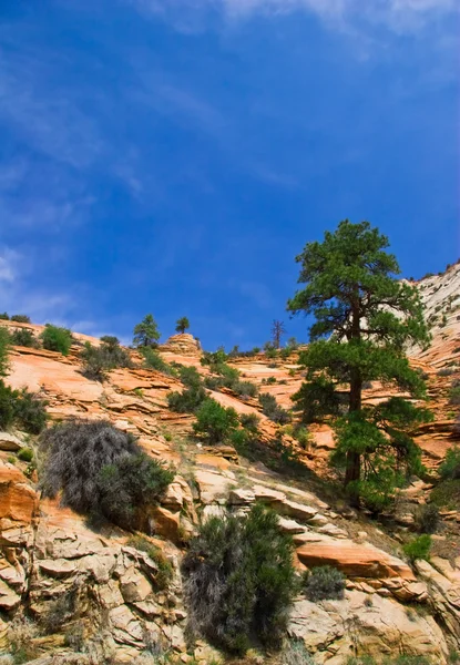 I zion canyon — Stockfoto