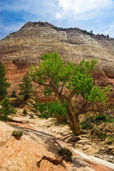 Zion canyon kabartmaları — Stok fotoğraf