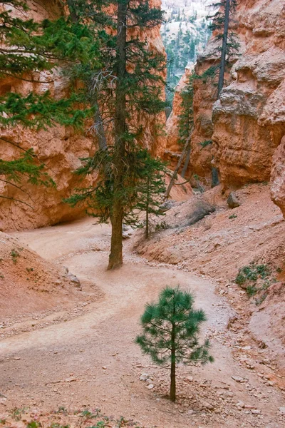 Sluttningarna av bryce canyon — Stockfoto