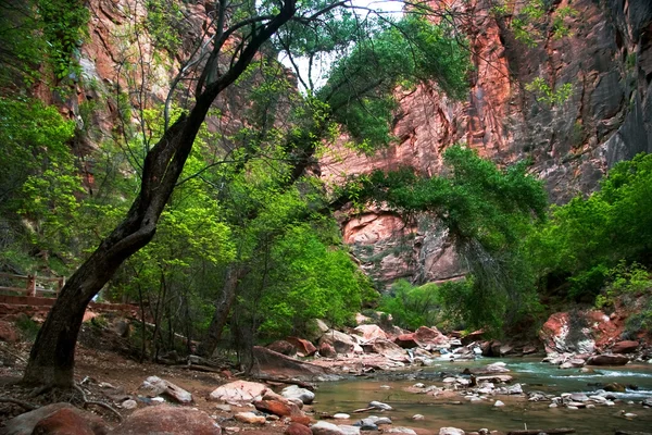 Floden i zion canyon — Stockfoto