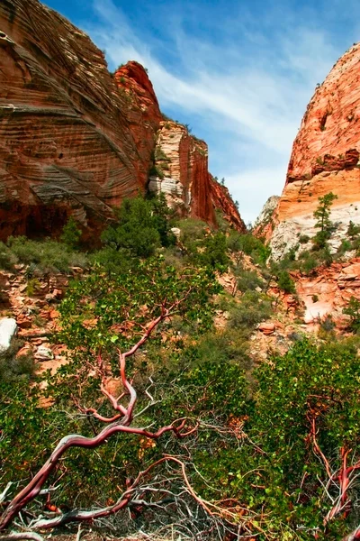 I zion canyon — Stockfoto