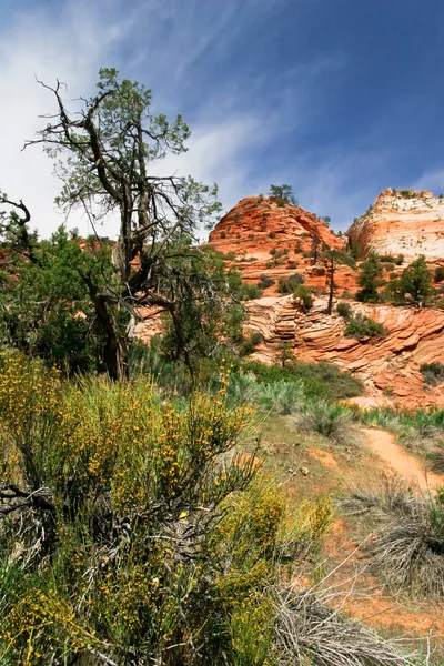 Trees of Zion Canyon — Stock Photo, Image