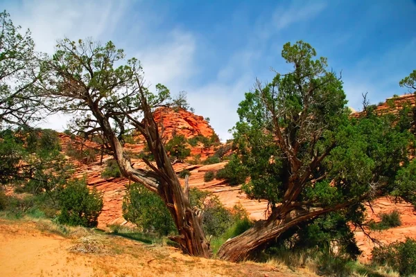 Drzewa zion Canyon — Zdjęcie stockowe