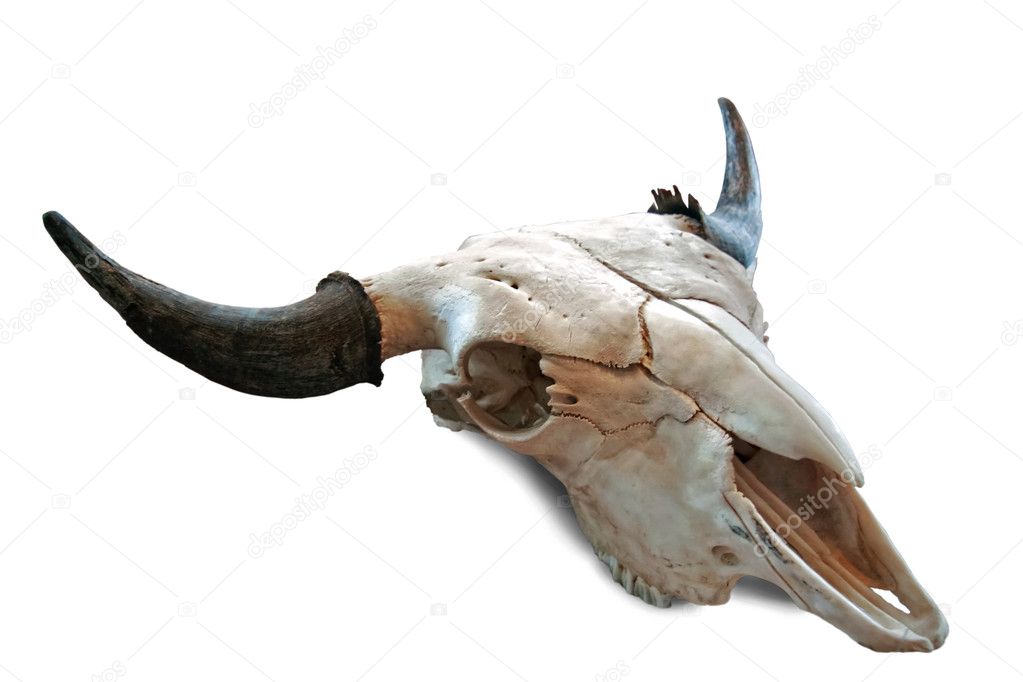 Skull of cow