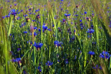 Cornflowers field clipart