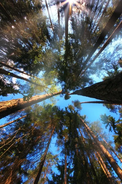 Napsütés erdő — Stock Fotó