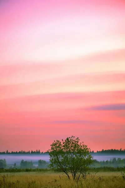 Solnedgång i fältet sommaren — Stockfoto