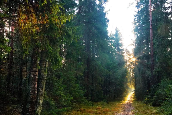 Sunshine skog — Stockfoto