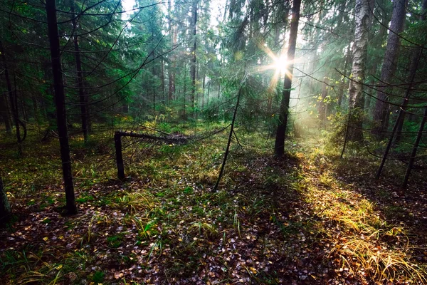 Słońce lasu — Zdjęcie stockowe