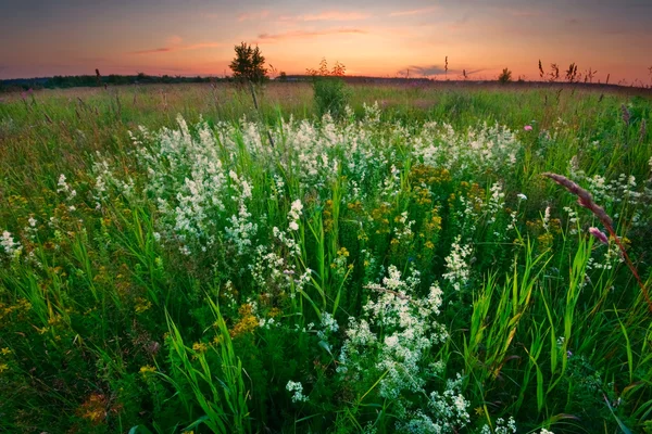 Sunset in the summer field — Stock Photo, Image