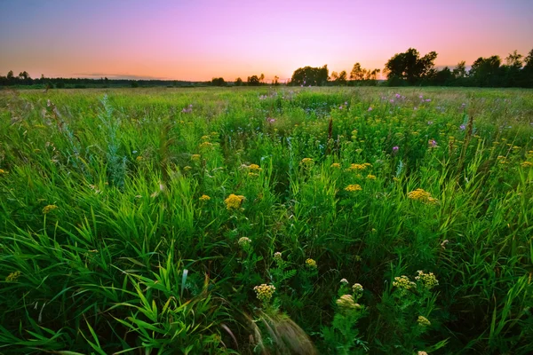 Закат в летнем поле — стоковое фото