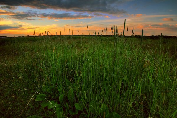 Sunset in the summer field with grass and flowers